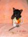 Yorkshire terrier-mini /sučka/