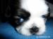 Shi tzu