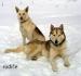 šteniatka sibírsky husky /hasky/ nečistokrvné