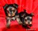 Krásne šteniatka Yorkshire Terrier