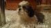 Steniatka shi tzu 