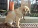 Shar pei