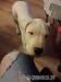 Argentínska doga / Dogo argentino