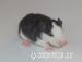 Potkaní mimi - extrastrakoušci :)