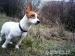 Šteniatka jack russela teriéra