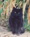 čierne dlhosrsté mačiatko