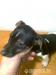 jack russell terier