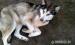 alaskan malamute do adopcji