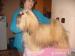 Lhasa apso s PP