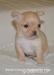 Wesolutki Chihuahua z rodowodem ZKwP po ChPL