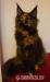 Maine Coon luxusní kočička s PP na chov a výstavy