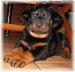 Beauceron(boseron)- šteniatka s PP