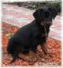 Beauceron- dvojmesačný psík s PP