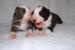 bearded collie