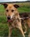 TOLUŚ - czy spędzi resztę życia na łańcuchu???