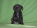STAFORDŠÍRSKY BULTERIÉR