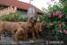 REDBONE COONHOUND