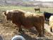 Škótsky dobytok - Highland Cattle