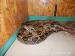 Boa constrictor