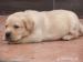 labrador wybitne szczenięta