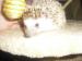 Ochočený ježek bělobřichý