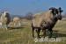 Shetlandská ovečka a beránek shetlandský