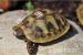 Griech. Schildkröten TH Boettgerie 2013