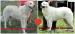 Kuvasz