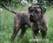 dog canario