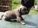 Dogo Mallorquin