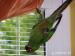 Papoušek Aratinga zlatohlavý i s klecí