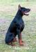 Szczenięta doberman