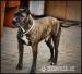 SPOOKY - pręgowany jedynak dogo canario
