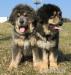 Tibetska doga