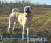 Kangal s PP