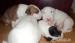 BULLTERRIER, BULLTERIER, BULTERIER
