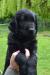 Štěňátka Flat Coated Retriever