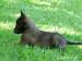 Belgický ovčák malinois