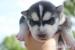 husky
