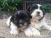 Shi-tzu