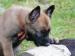 Belgický ovčák malinois