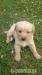 Labradorsky retrivr