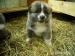 akita inu