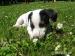 Jack Russell terier