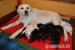 LABRADOR RETRIEVER - ŠTENIATKA