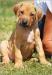 Rhodéský Ridgeback