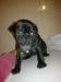 Mops