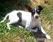 Jack Russel Terier