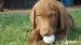 Chesapeake Bay Retriever s PP - K ODBĚRU!!!!