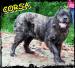 CORSA - pręgowana, puchata słodycz